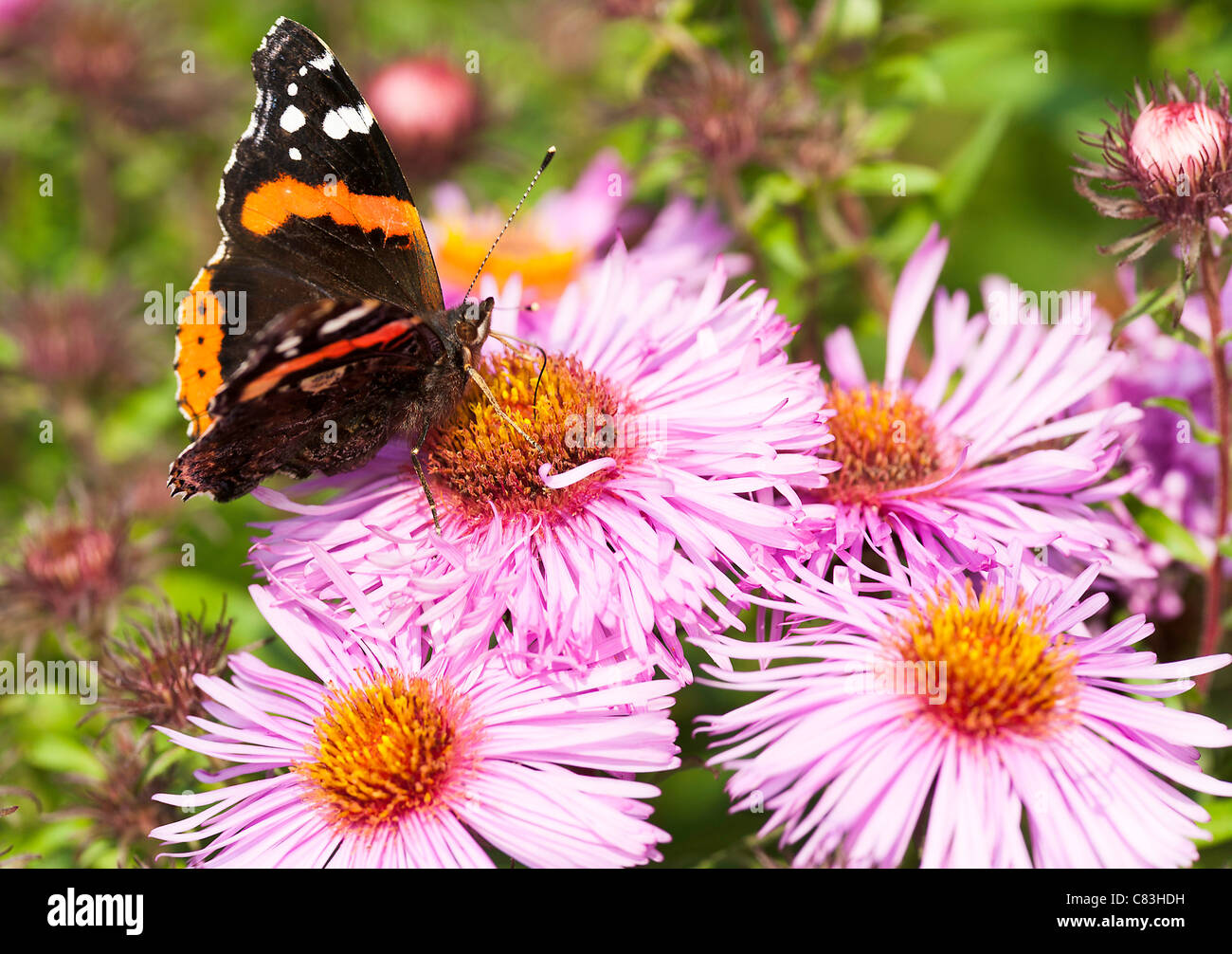 Red Admiral Butterfly Feeding on a Michaelmas Daisy Flower in a