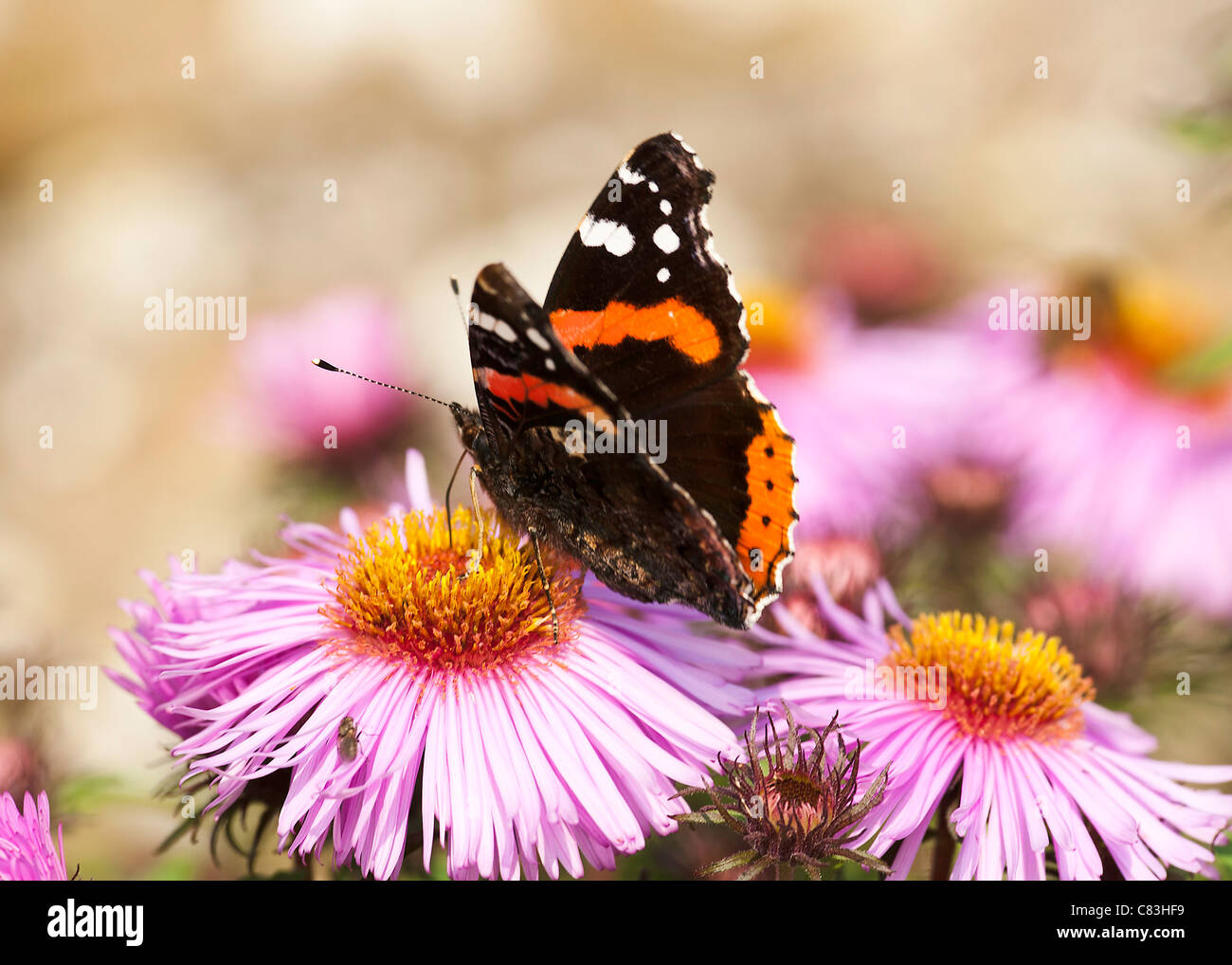 Red Admiral Butterfly Feeding on a Michaelmas Daisy Flower in a Northumberland Garden England United Kingdom UK Stock Photo