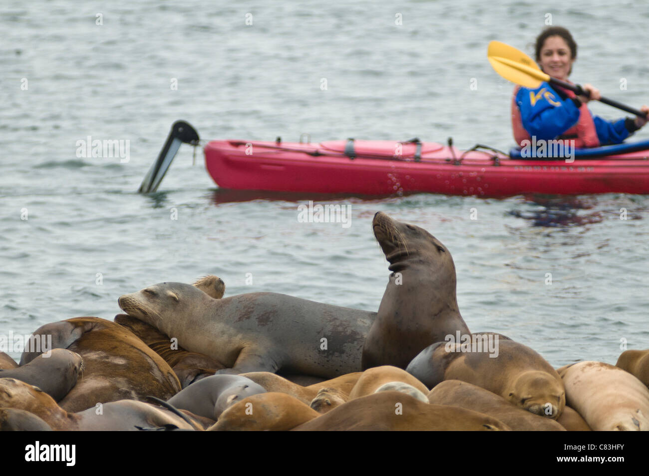 Seals on Pier and Kayaker, Moss Landing, Monterey Bay, California Stock Photo Alamy