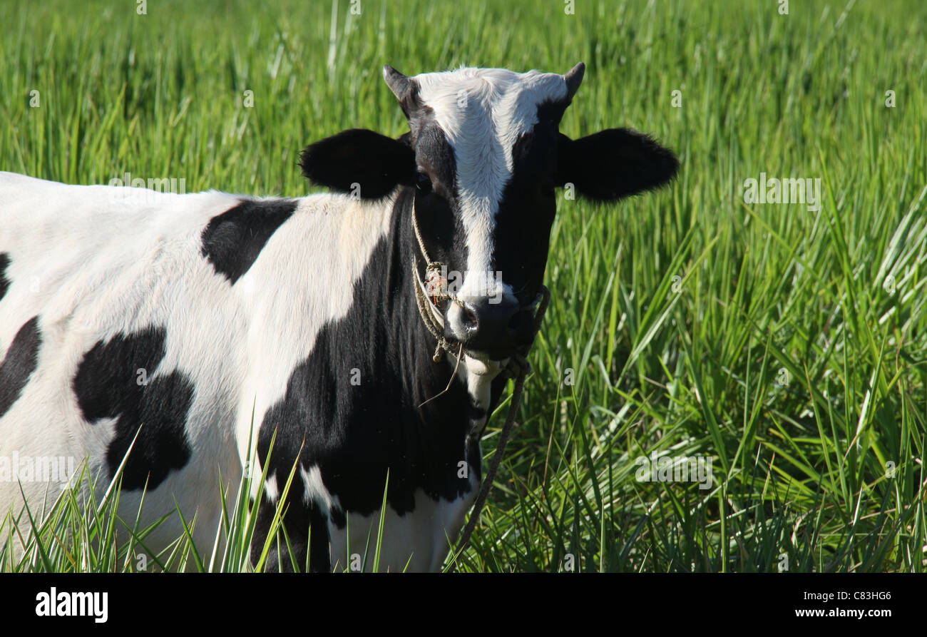 Black and white jersey breed cow in green grass Stock Photo - Alamy