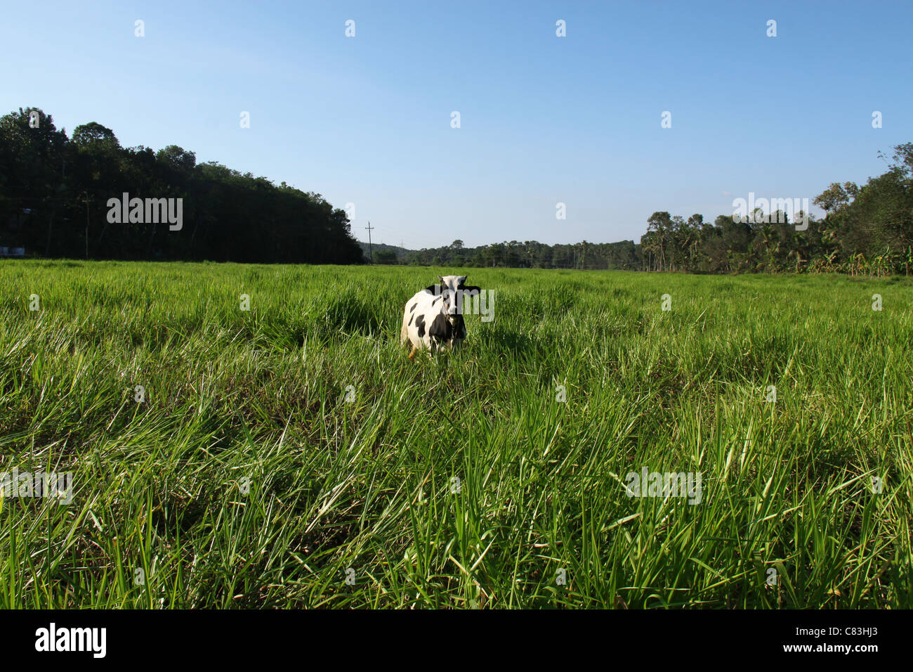 Black and white jersey breed cow in green grass Stock Photo - Alamy