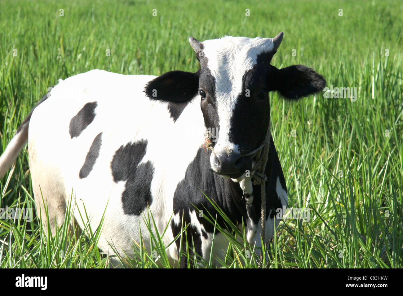 white jersey breed cow in green grass 