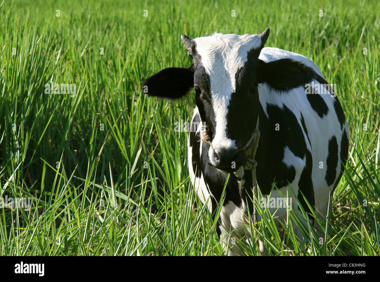 Black and white jersey breed cow in green grass Stock Photo