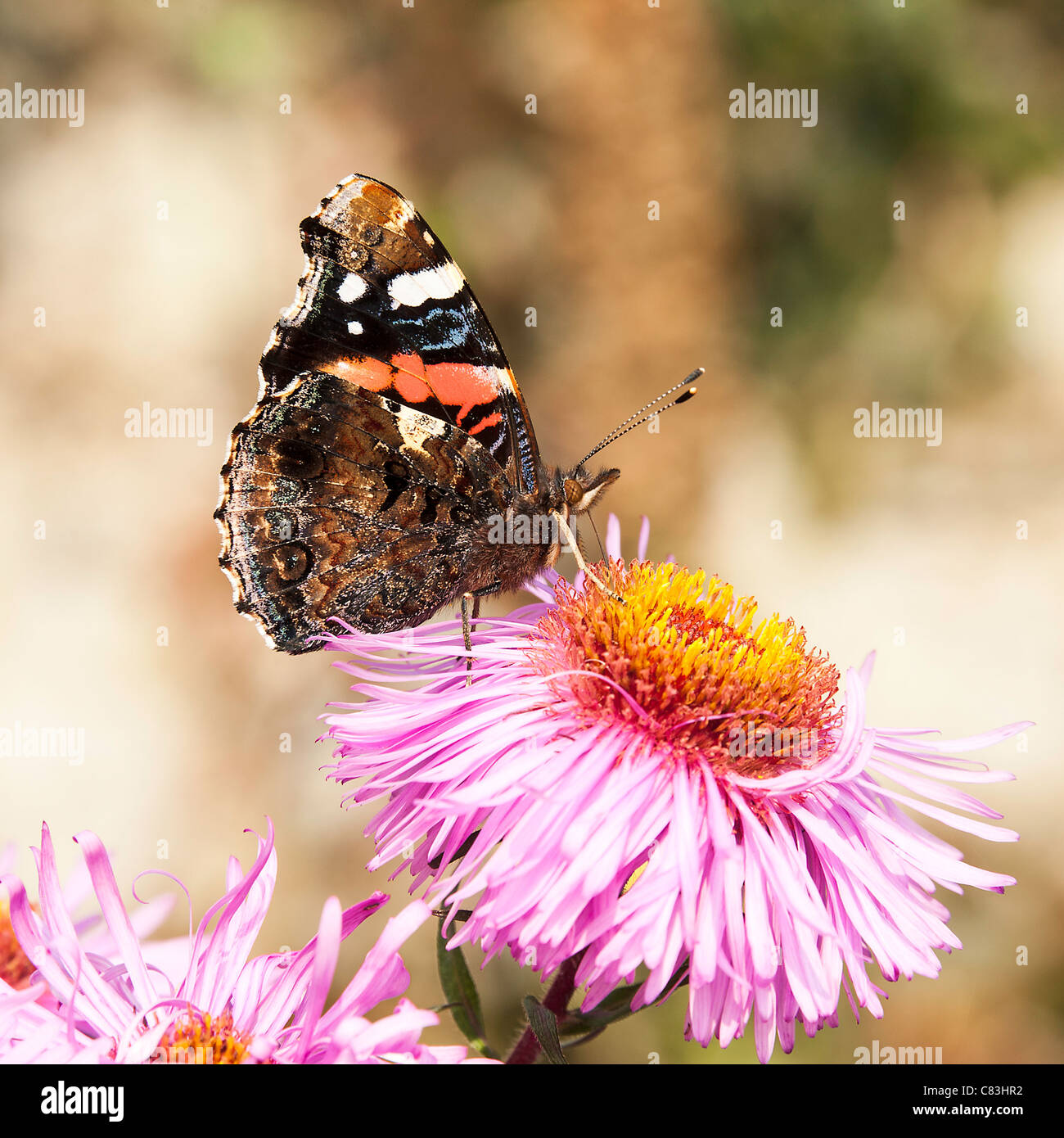 Red Admiral Butterfly Feeding on a Michaelmas Daisy Flower in a Northumberland Garden England United Kingdom UK Stock Photo
