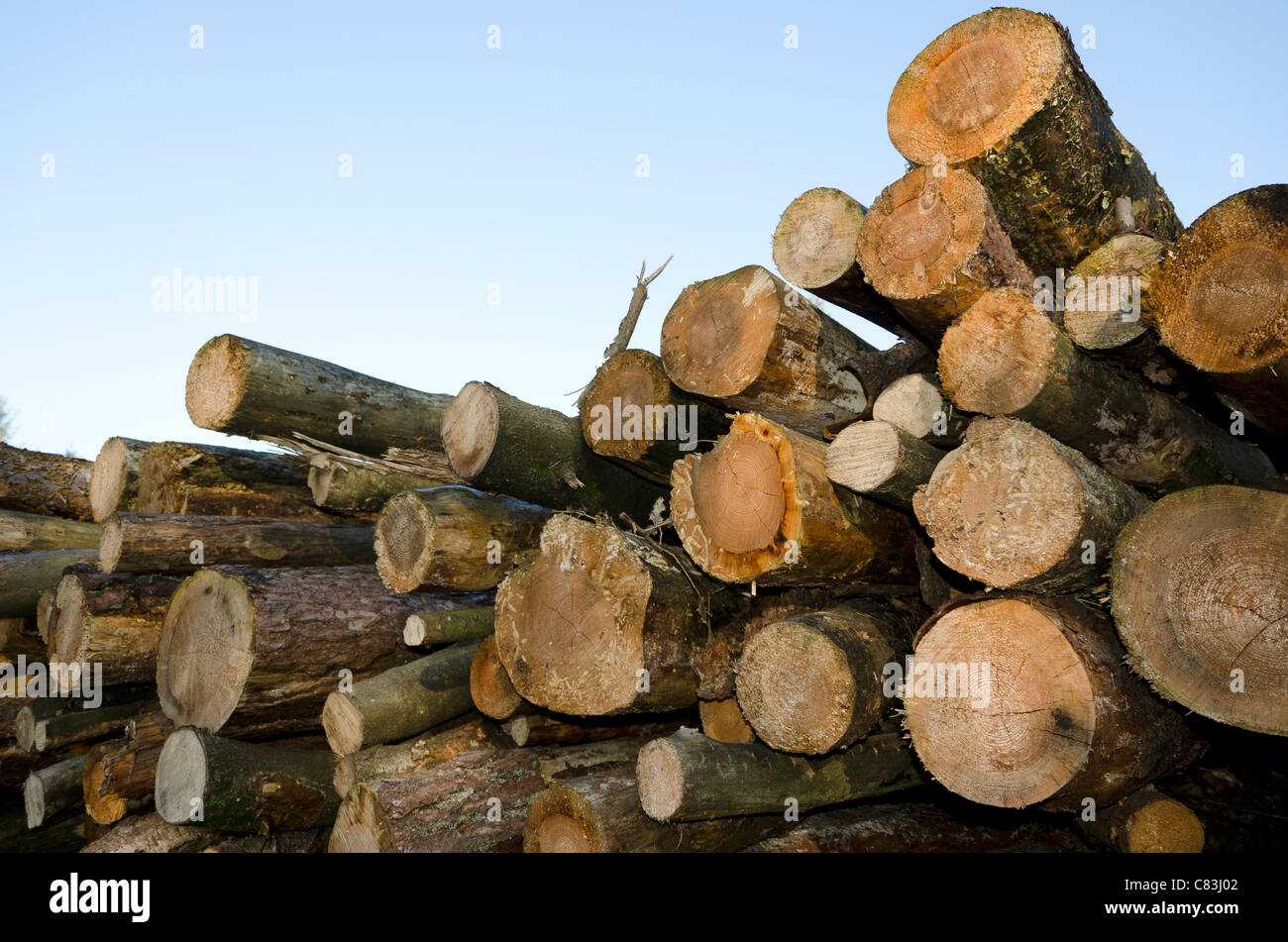 Pile of tree trunks, firewood Stock Photo