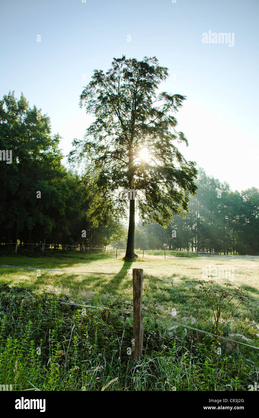 Atmospheric broadleaf tree, rays of light, North Rhine-Westphalia, Germany Stock Photo