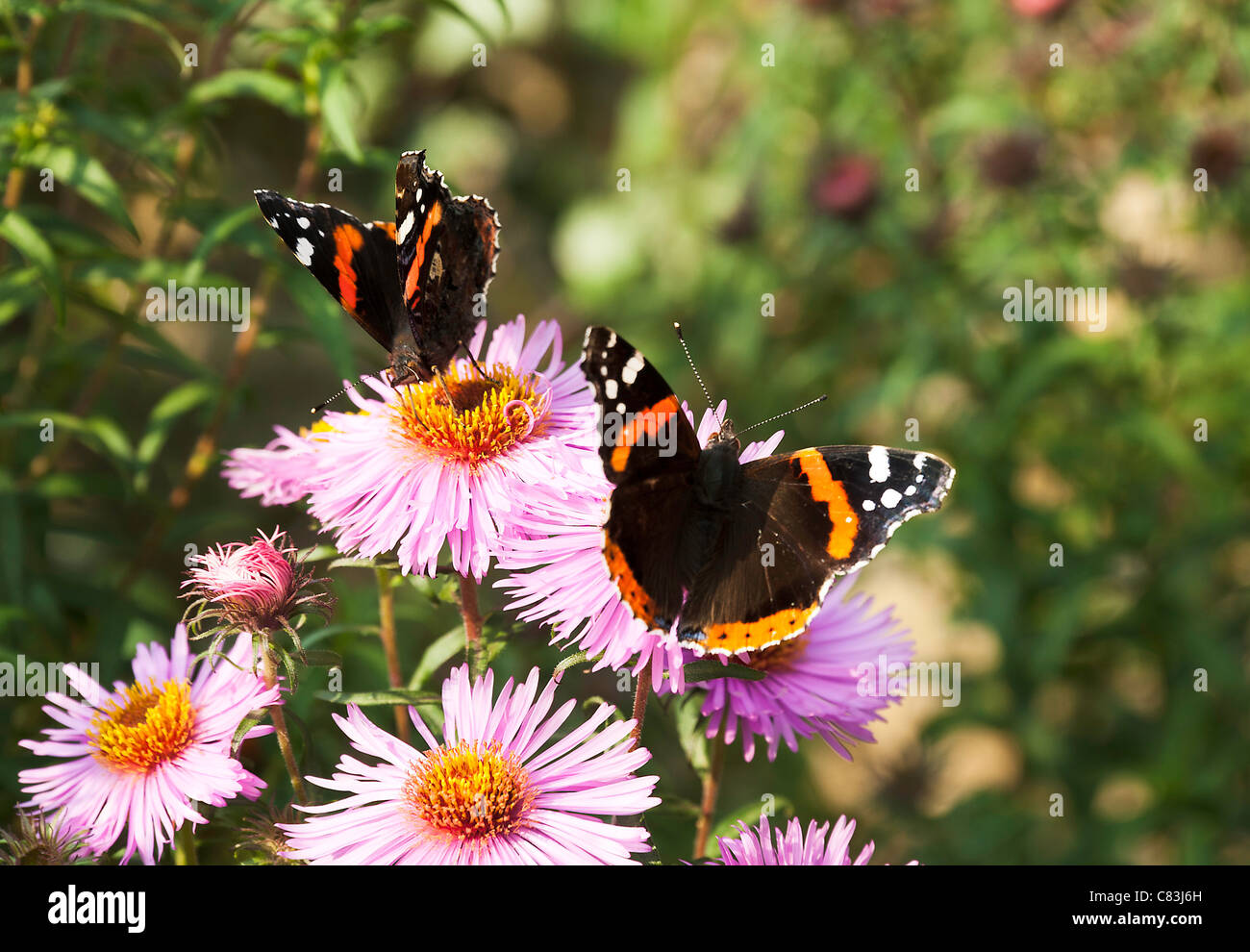 Red Admiral Butterflies Feeding on a Michaelmas Daisy Flower in a Northumberland Garden England United Kingdom UK Stock Photo