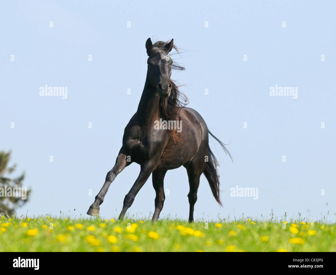 Paso Fino horse galloping in the meadow Stock Photo Alamy