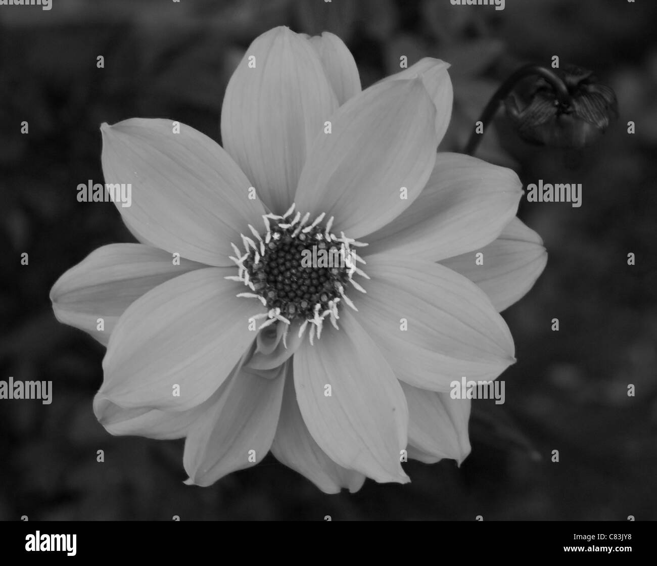 Red Dahlia image digitally altered to give a different concept .A monochromatic picture with the petals a light shade of grey Stock Photo