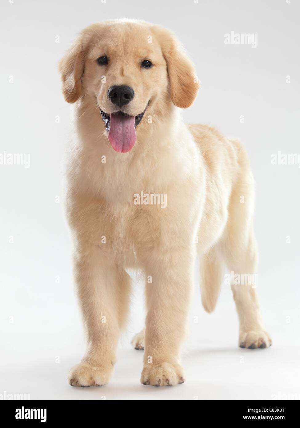 Golden Retriever Puppy High Resolution Stock Photography And Images Alamy