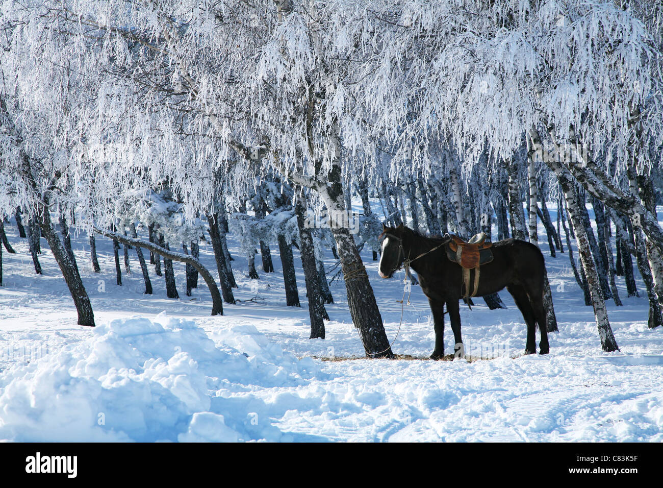 winter-morning-horse-against-the-frosty-trees-C83K5F.jpg