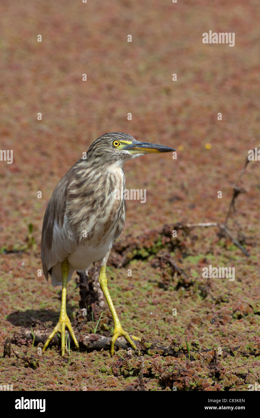 Indian Pond Heron Standing Ardeola Grayii Stock Photo Alamy