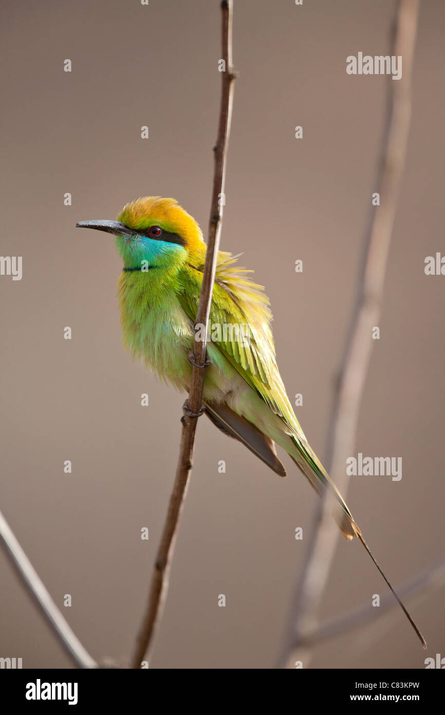 Green Bee-eater on twig / Merops orientalis Stock Photo