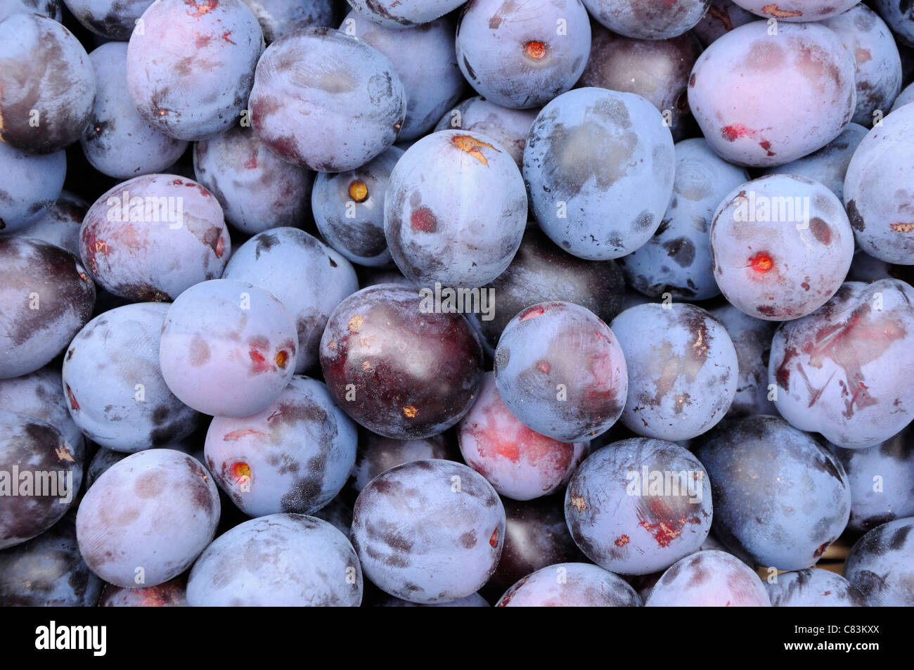 Closeup of ripe damson plums Stock Photo Alamy