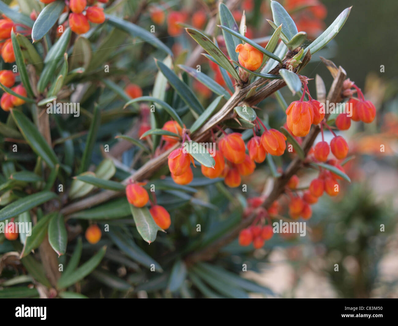Small orange buds on a plant Stock Photo