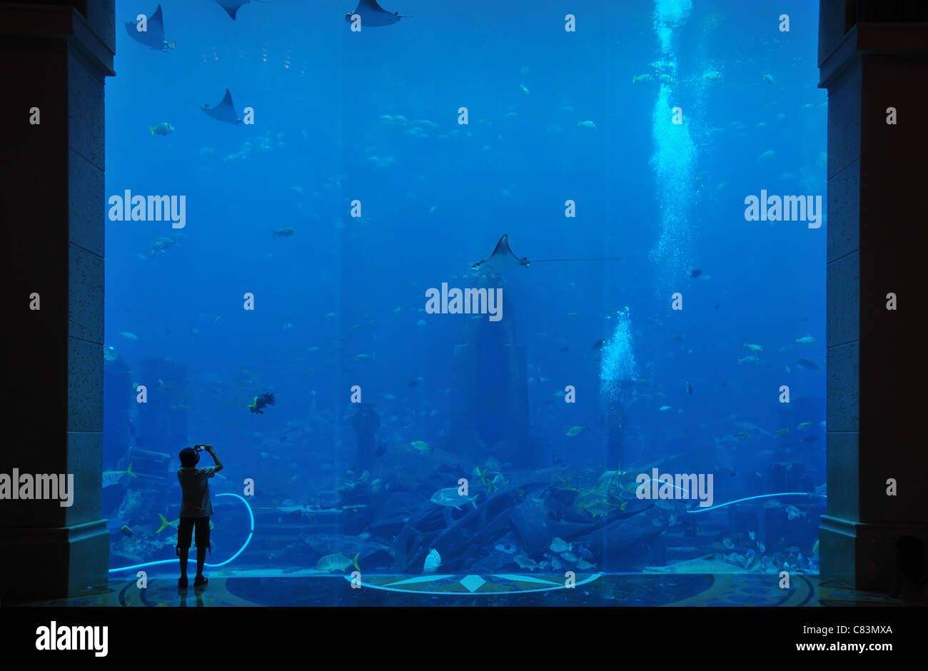 A solitary holidaymaker at the Atlantis Hotel aquarium, Dubai Stock Photo