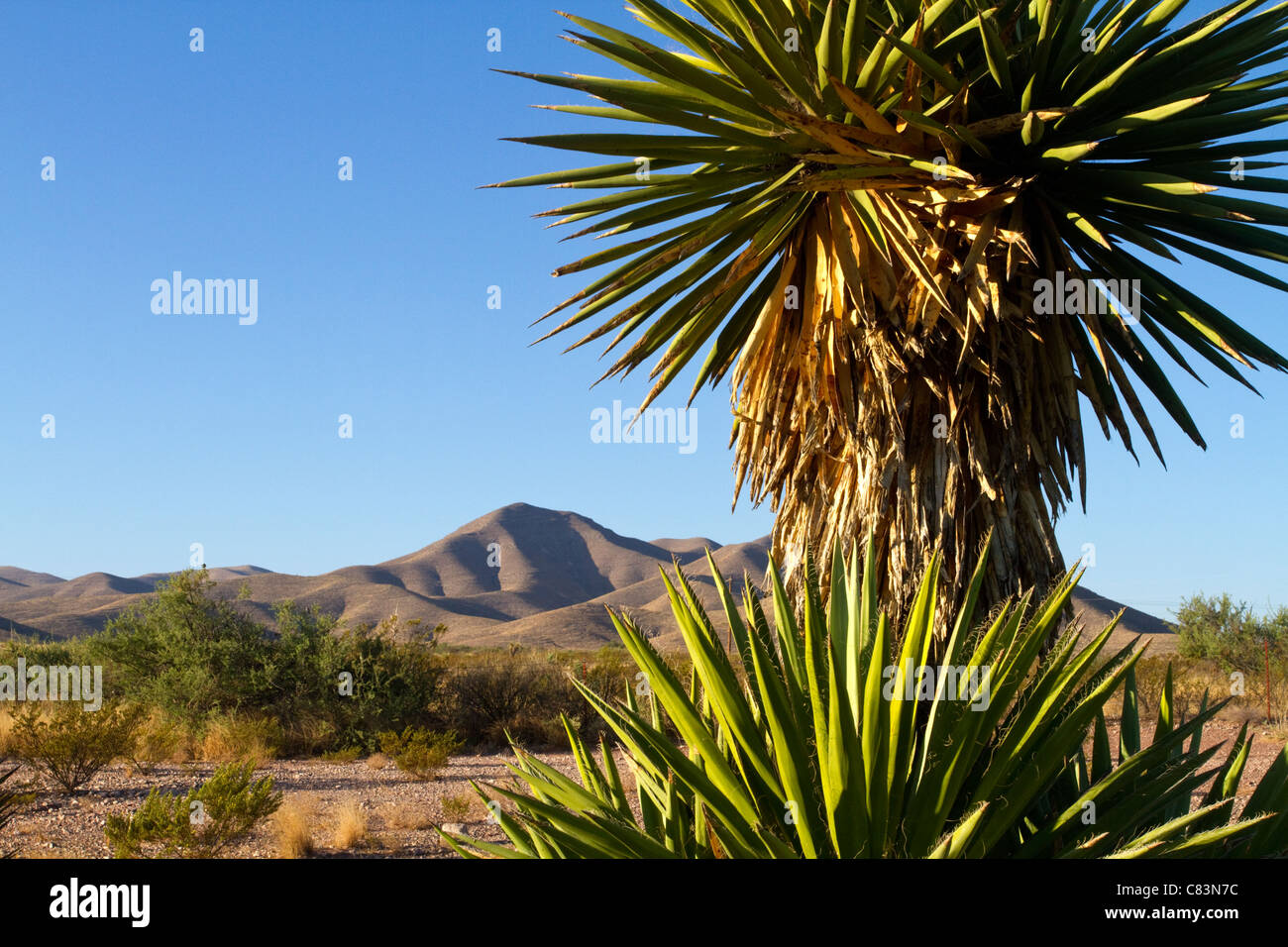Desert plants in texas