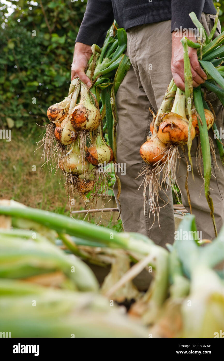 Home Grown Onions High Resolution Stock Photography and Images - Alamy