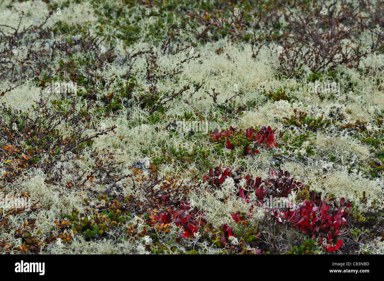 Wild heather in North Norway Stock Photo