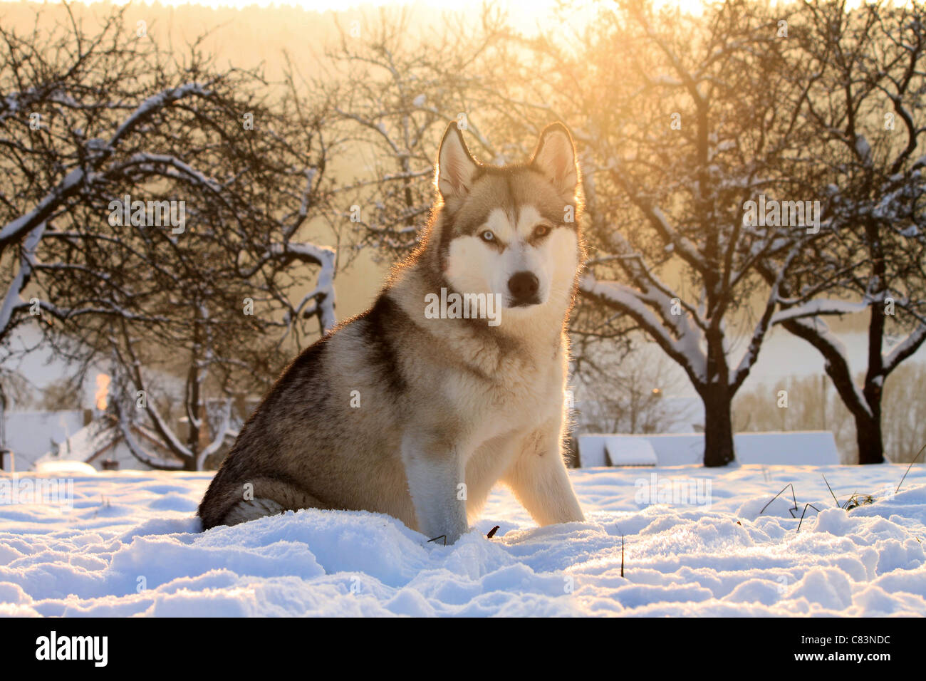 Siberian Husky dog in snow Stock Photo - Alamy