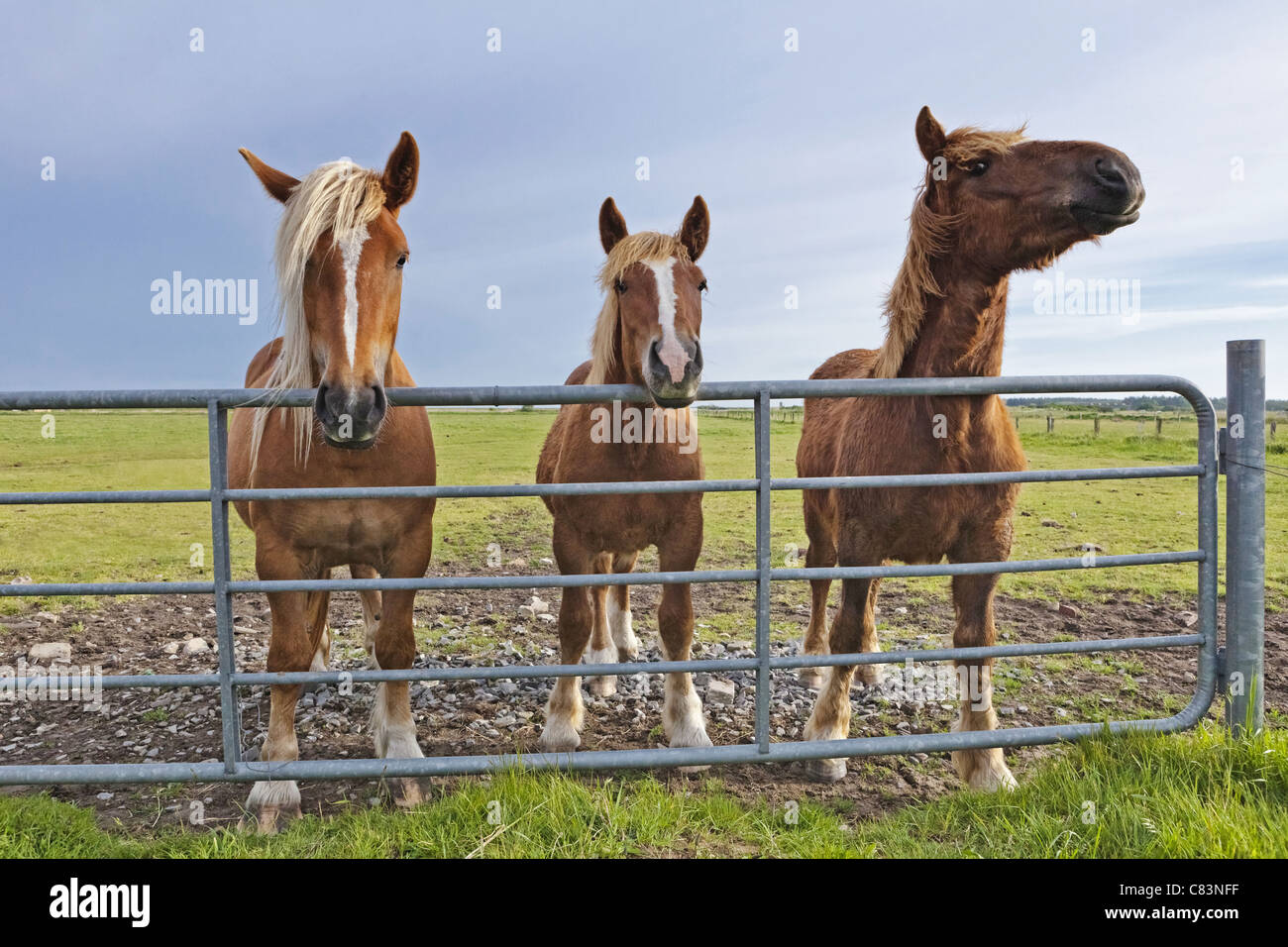 Schleswiger heavy Draft horse standing behind fence Stock Photo Alamy