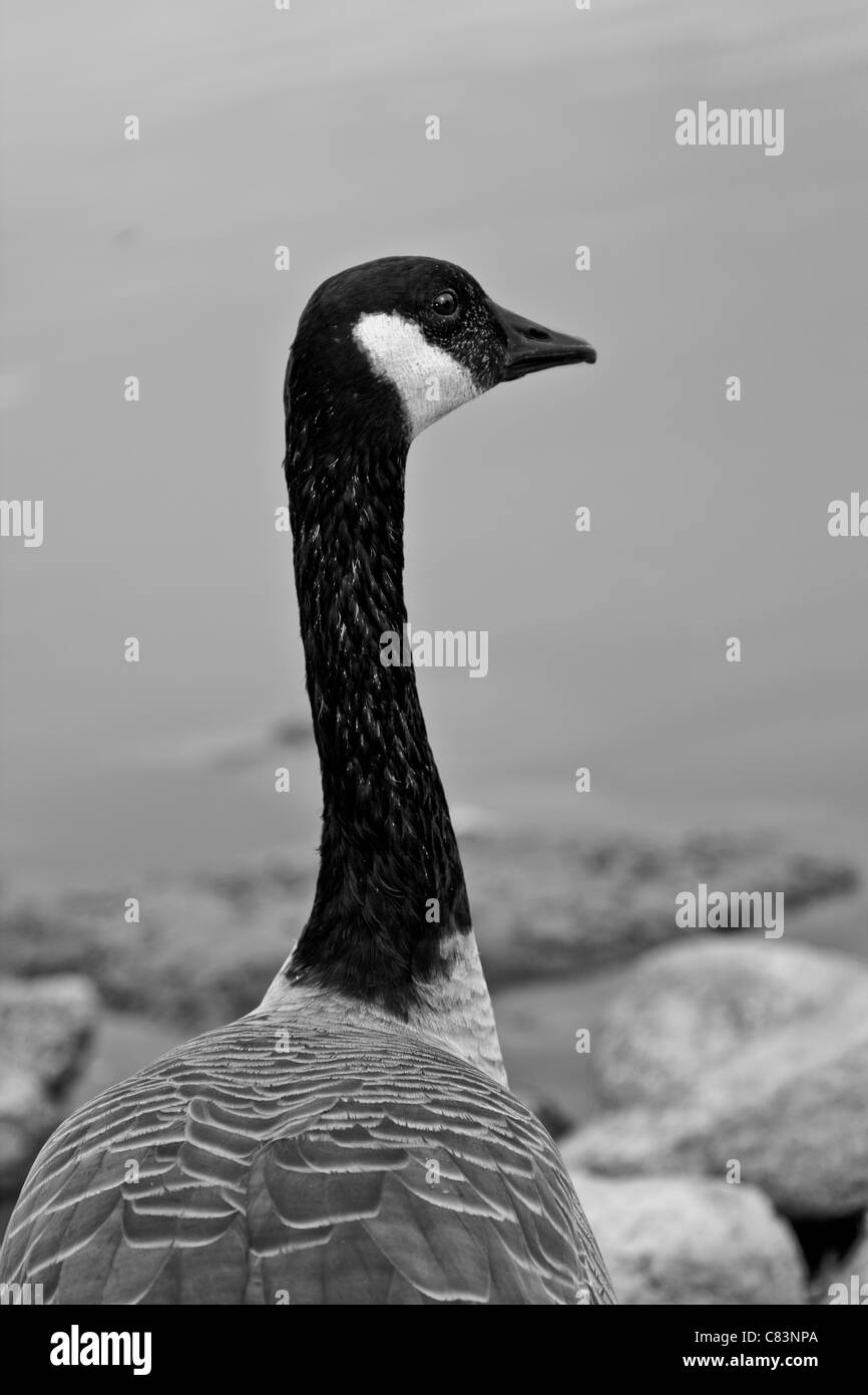 A closeup shot of a Canadian goose looking out Stock Photo