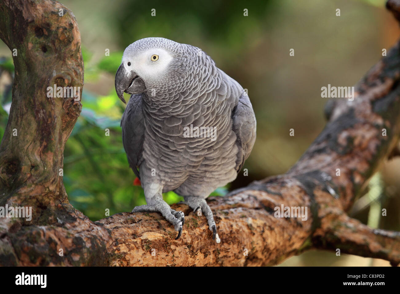 Congo African Grey Parrot Stock Photo Alamy