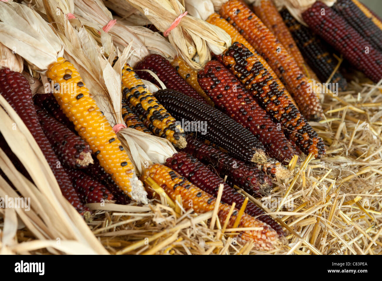 Bundles of Indian corn for sale at a farm market Stock Photo - Alamy