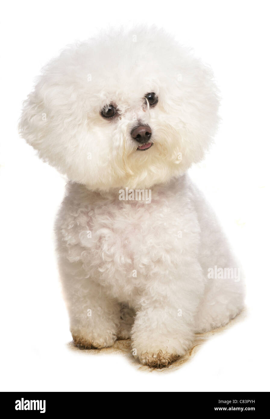 Bichon Frise. Adult dog sitting. Studio picture against a white background Stock Photo