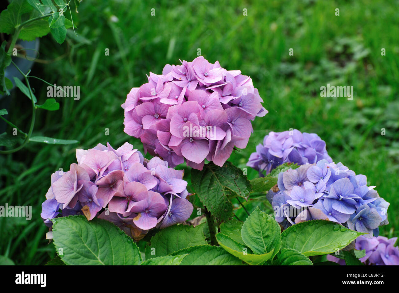 Beautiful Pink Flowers In The Garden Common Names Hydrangea And Hortensia Stock Photo Alamy