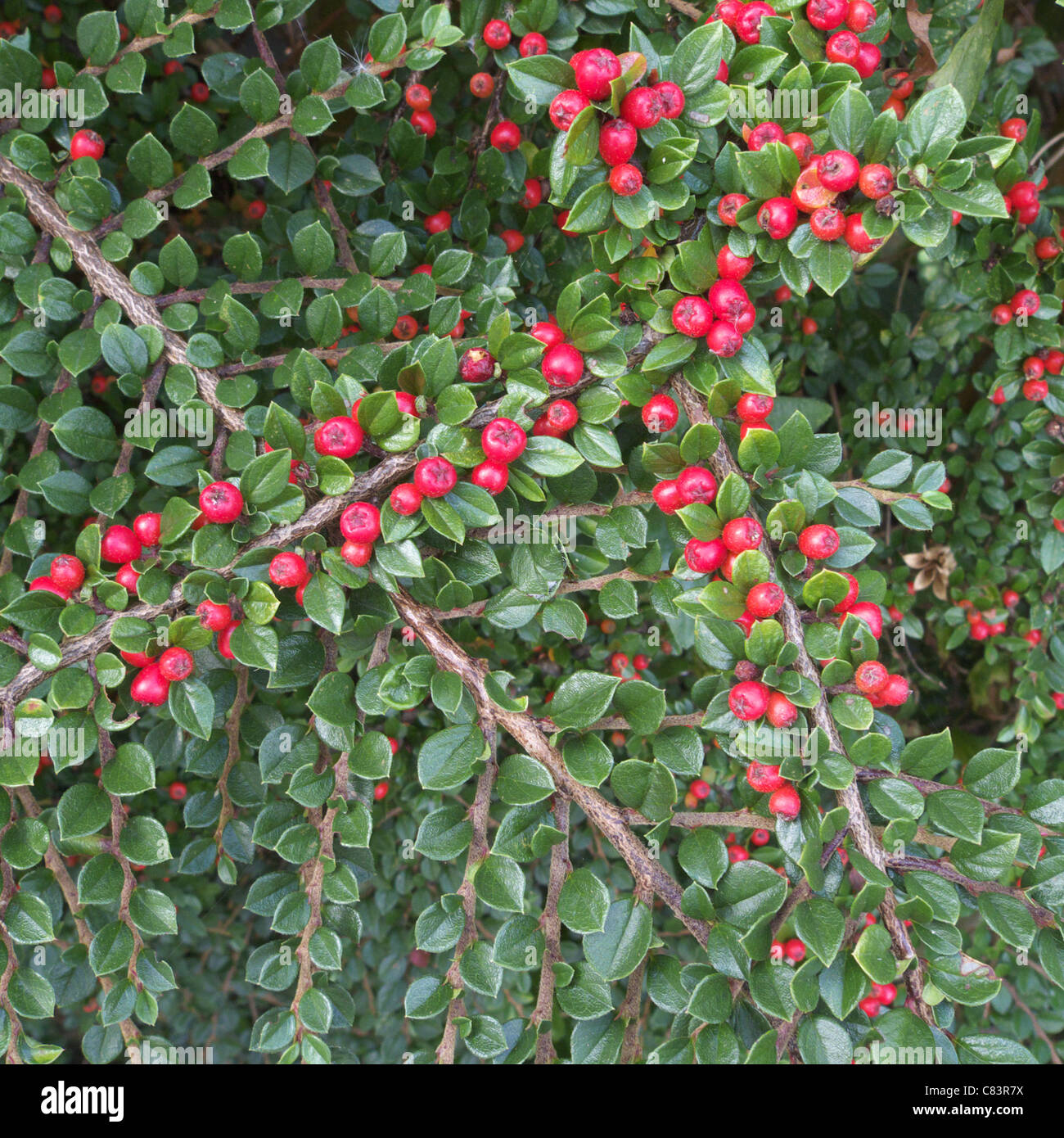 Cotoneaster horizontalis (Fish Bone Cotoneaster), late summer, UK Stock