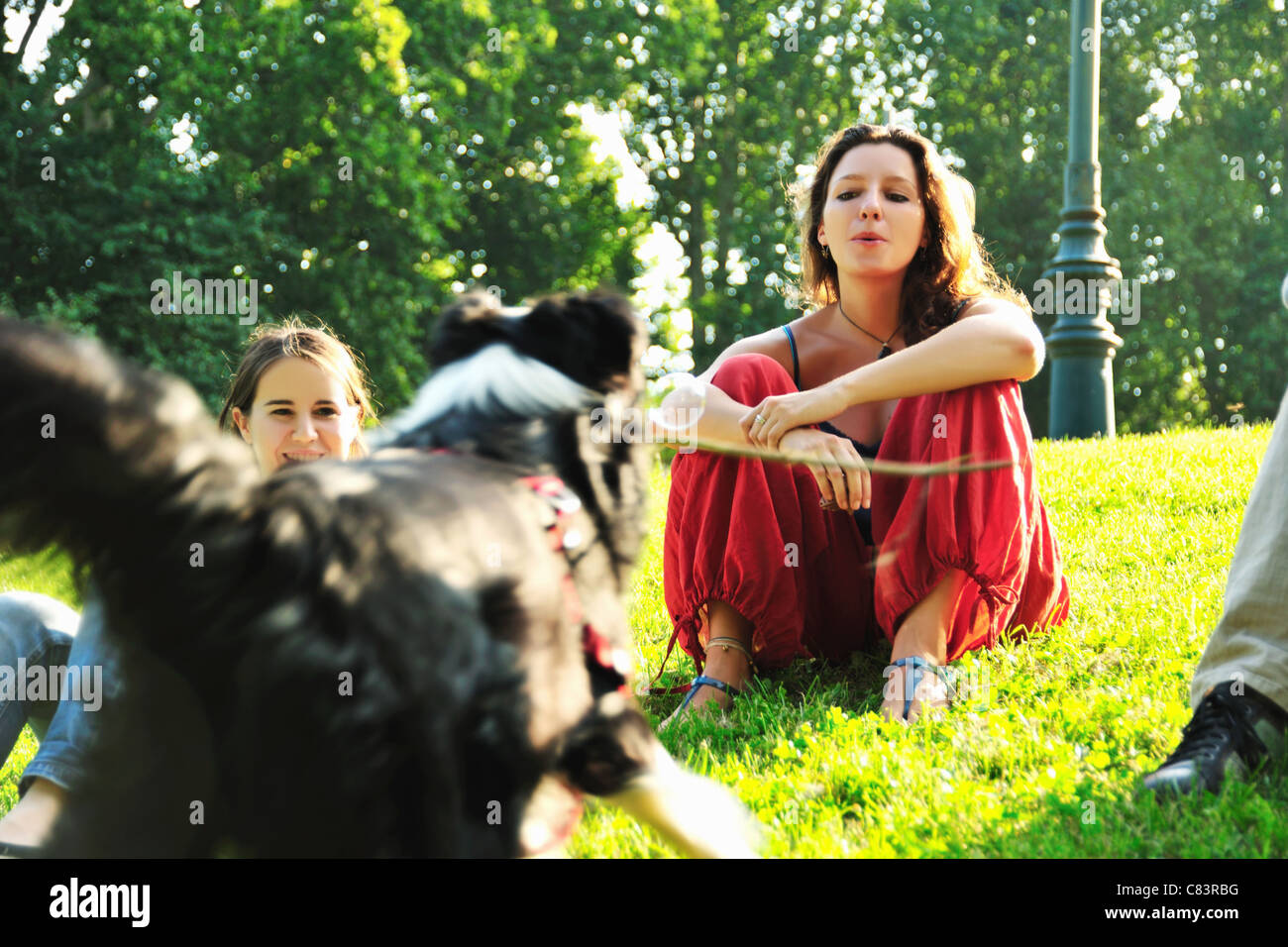 Woman playing with dog in park Stock Photo