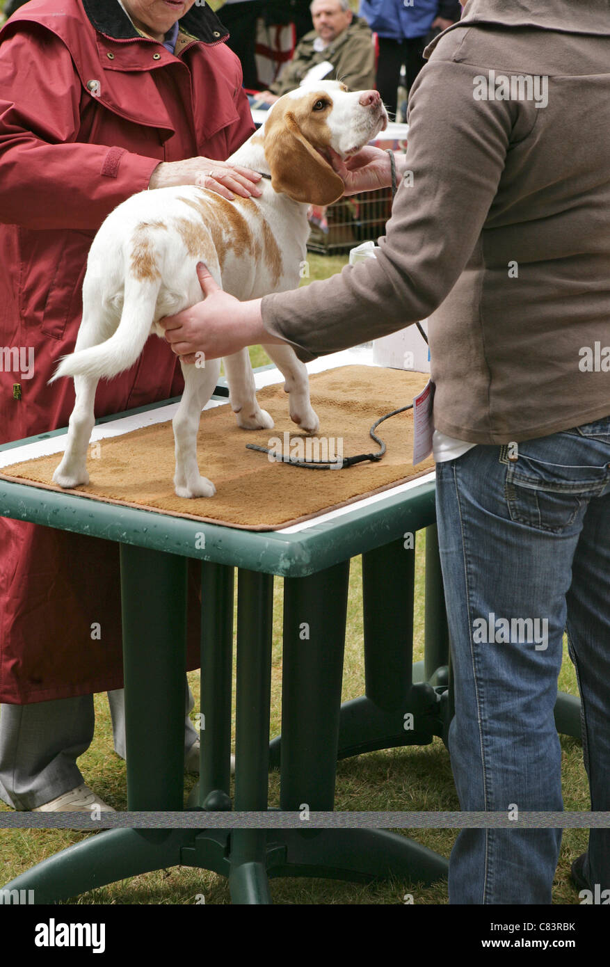 Beagle being judged in dog show Stock Photo