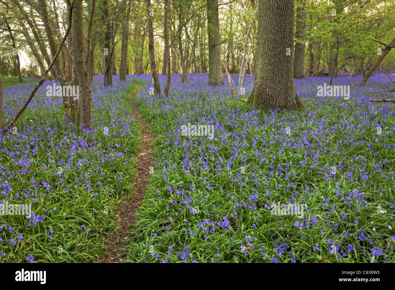 Pathway through the bluebells, West Sussex Stock Photo