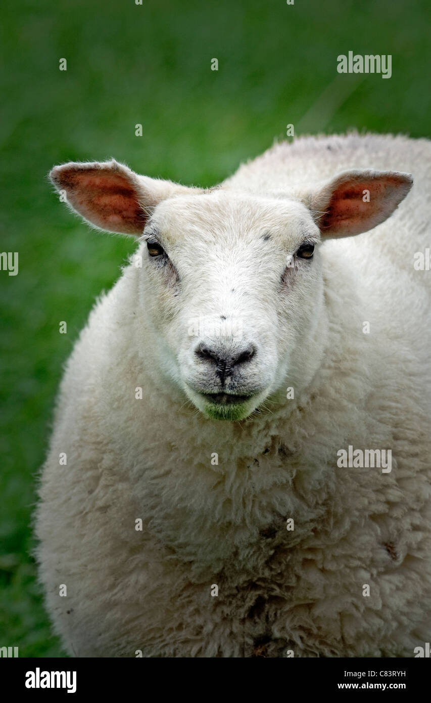A portrait of a sheep in vertical format staring at the camera Stock ...