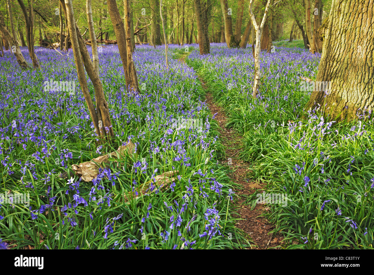 Pathway through the bluebells, West Sussex Stock Photo
