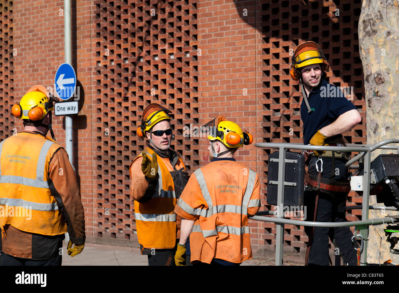 Tree surgeons preparing to pollard plane trees, England Stock Photo Alamy