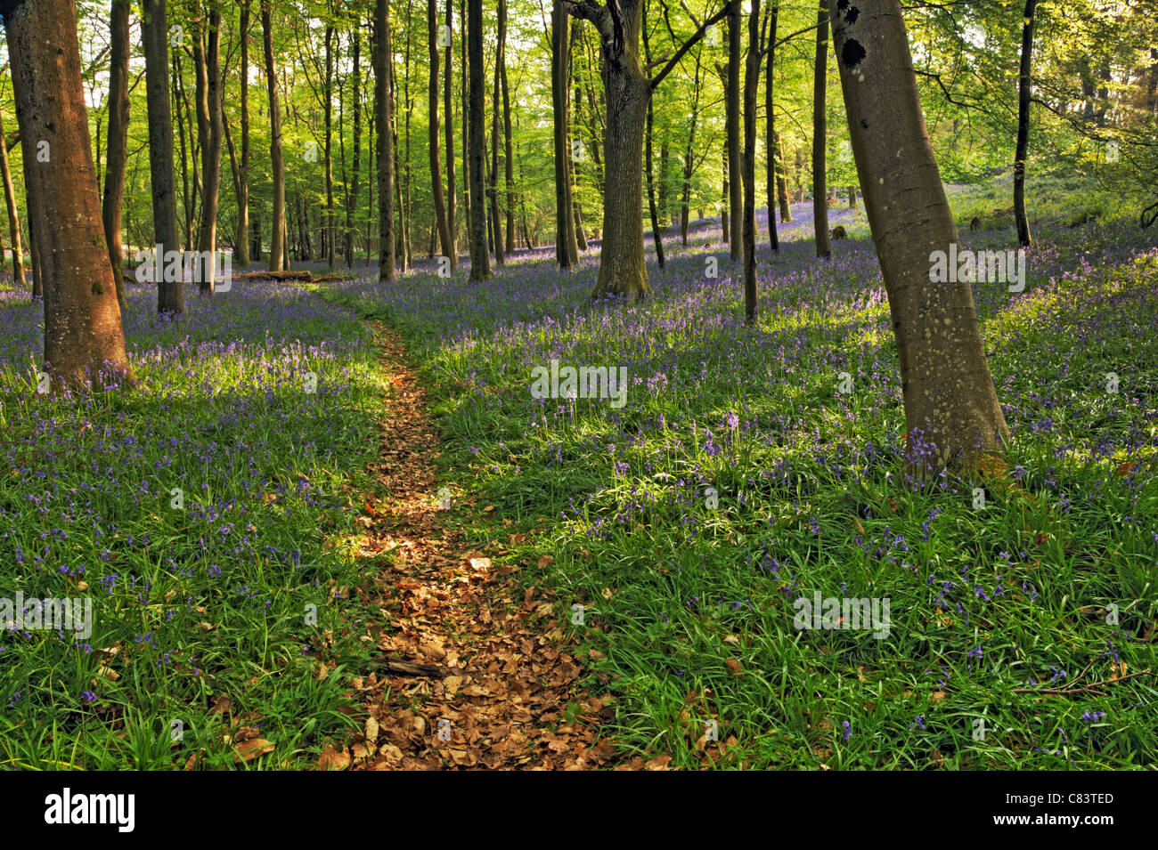 Pathway through Coldwaltham park Bluebells, West Sussex Stock Photo