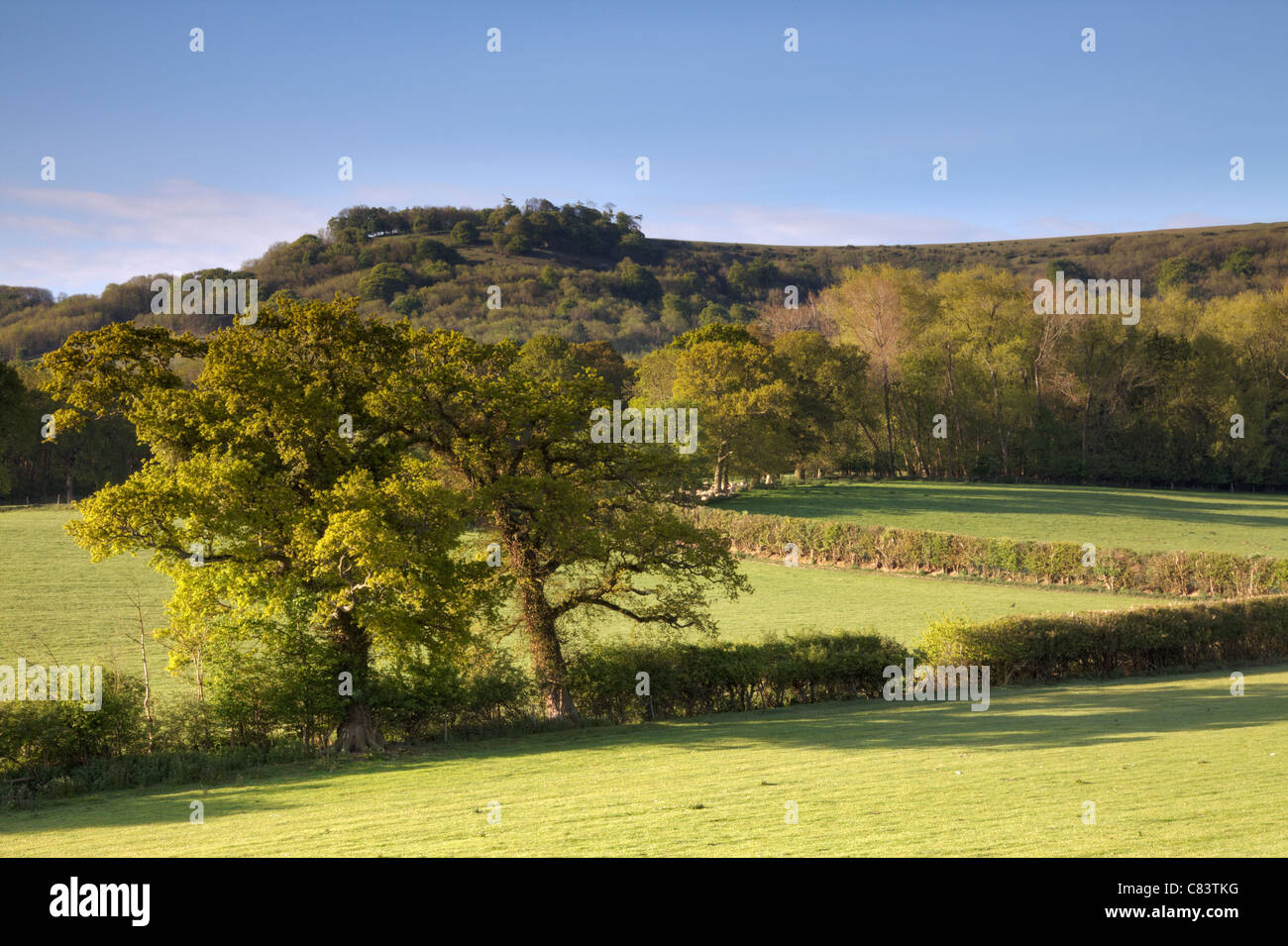 View of Chanctonbury Ring, West Sussex Stock Photo