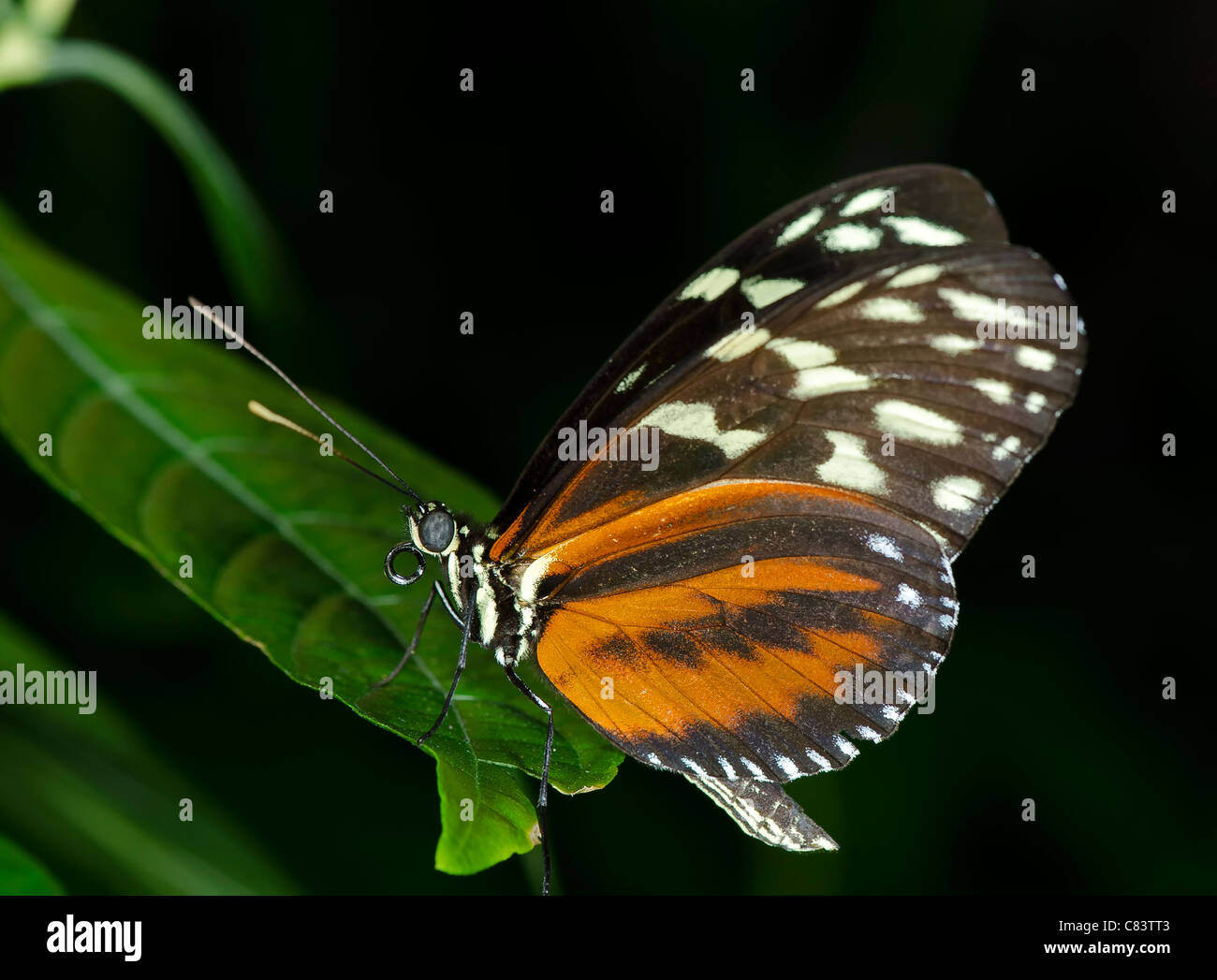 A Tiger Longwing Butterfly (Heliconius hecale) of the Nymphalidae family, ranging in Central and South America. Stock Photo