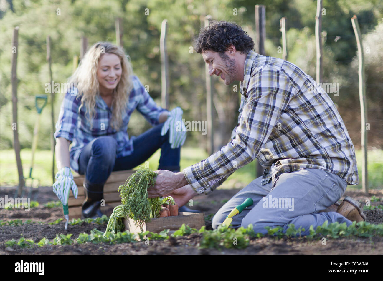 Couple picking vegetables in garden Stock Photo - Alamy