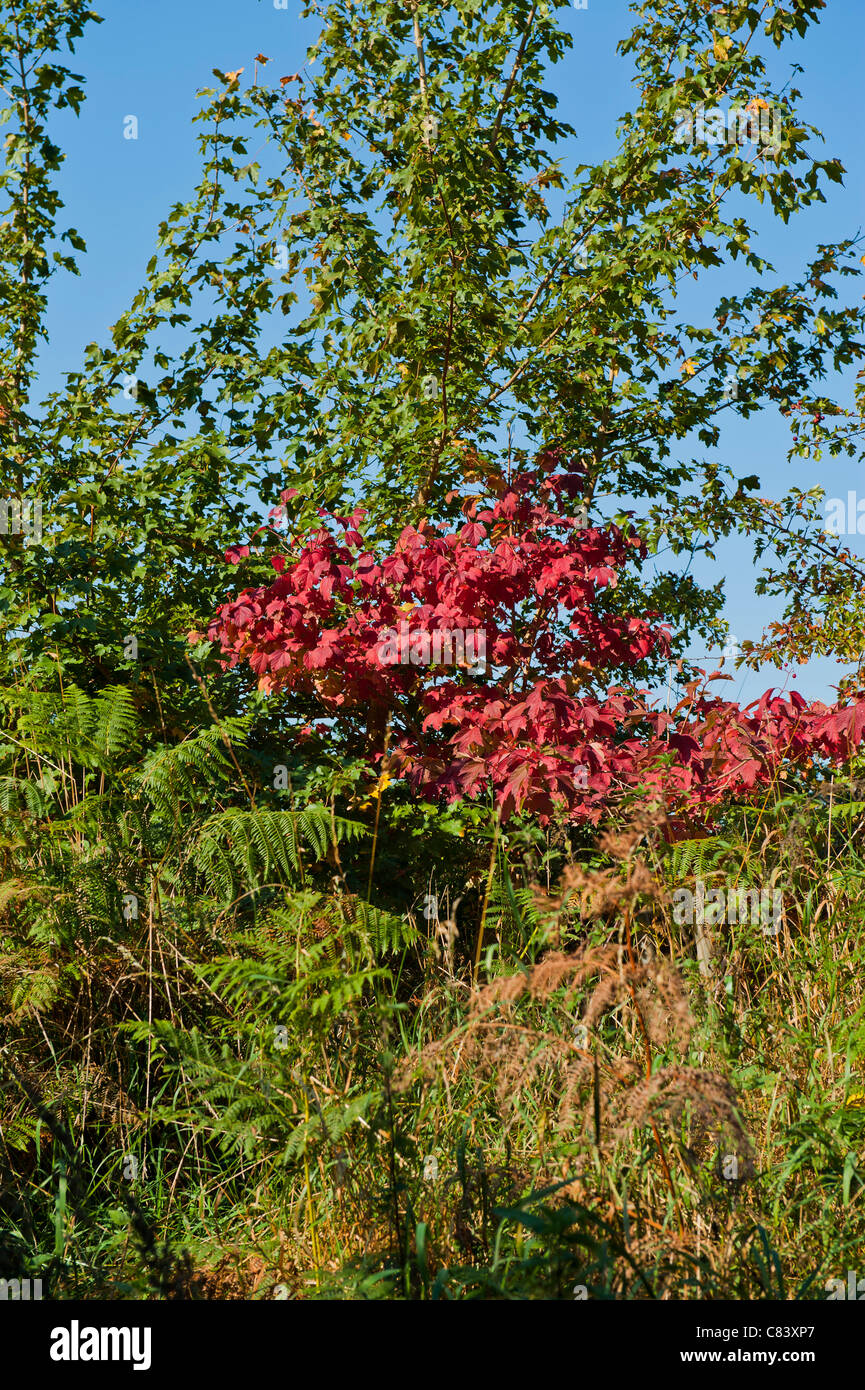 Autumn hedgerow Stock Photo - Alamy