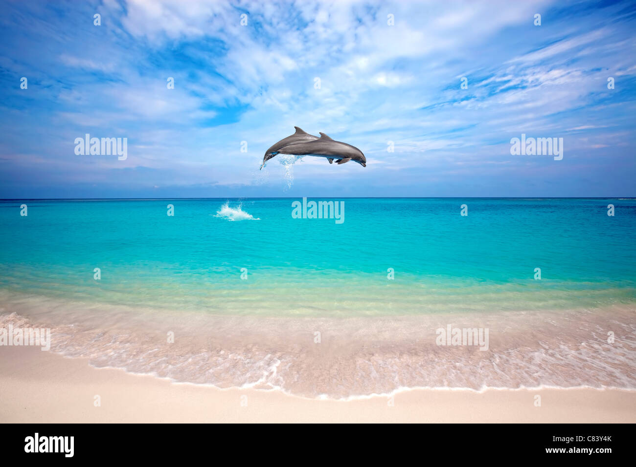Two dolphins jumping in the Caribbean sea Stock Photo