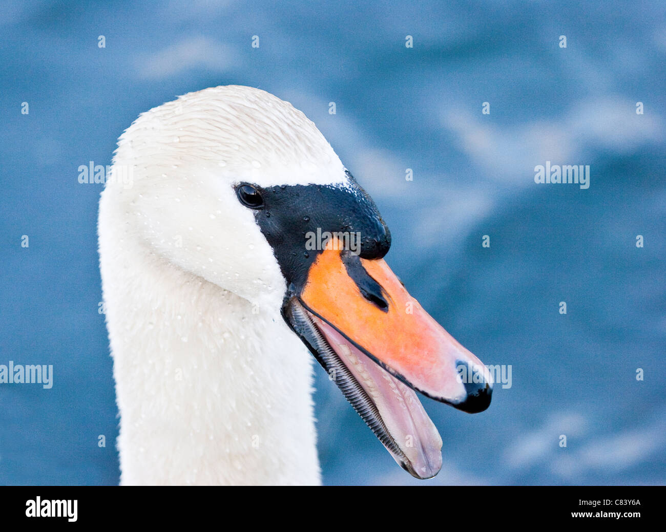 Hissing swan hires stock photography and images Alamy