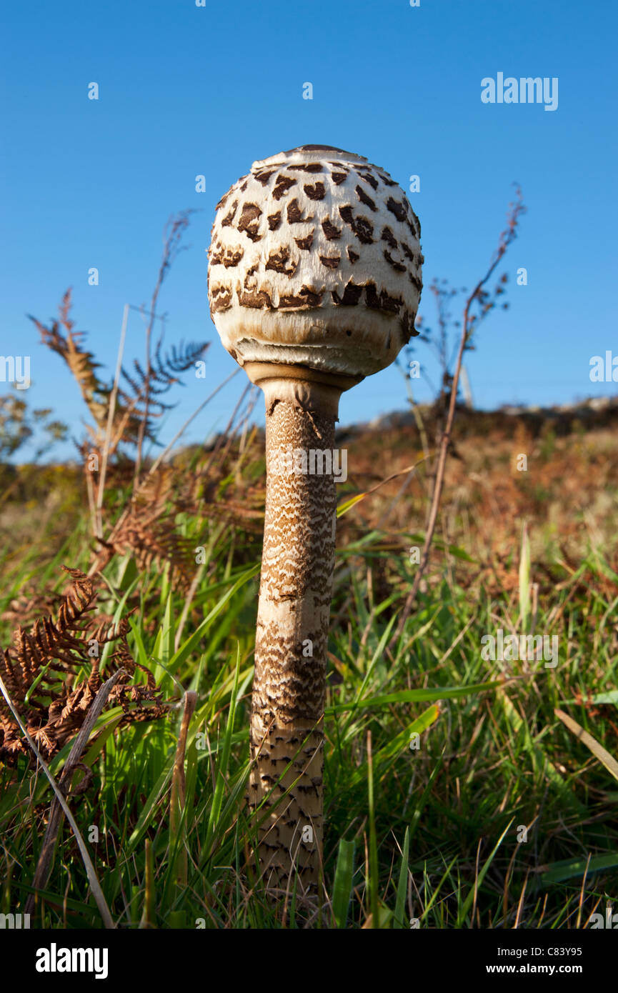 Parasol mushroom, Macrolepiota procera, Pembrokeshire, Wales Stock Photo