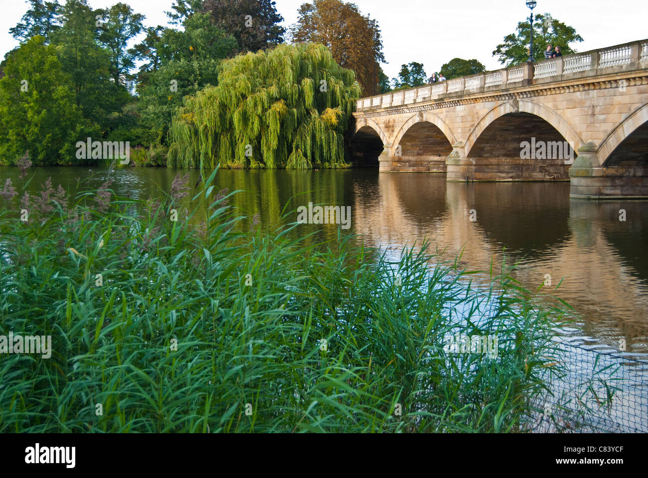 Reed Bed and bridge, Kensington Gardens, London Stock Photo