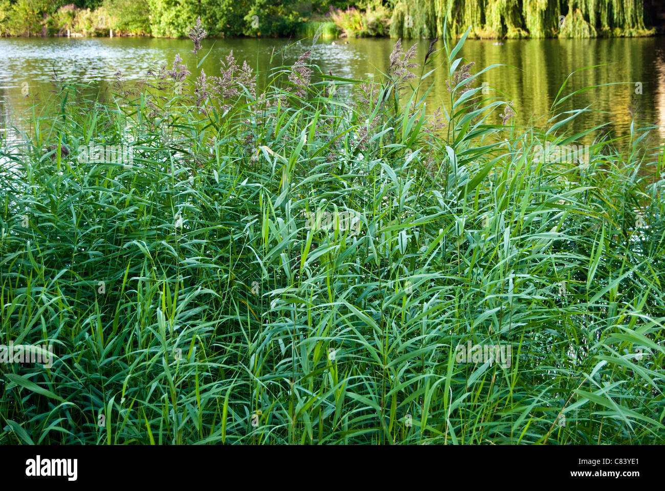 Reed beds hires stock photography and images Alamy