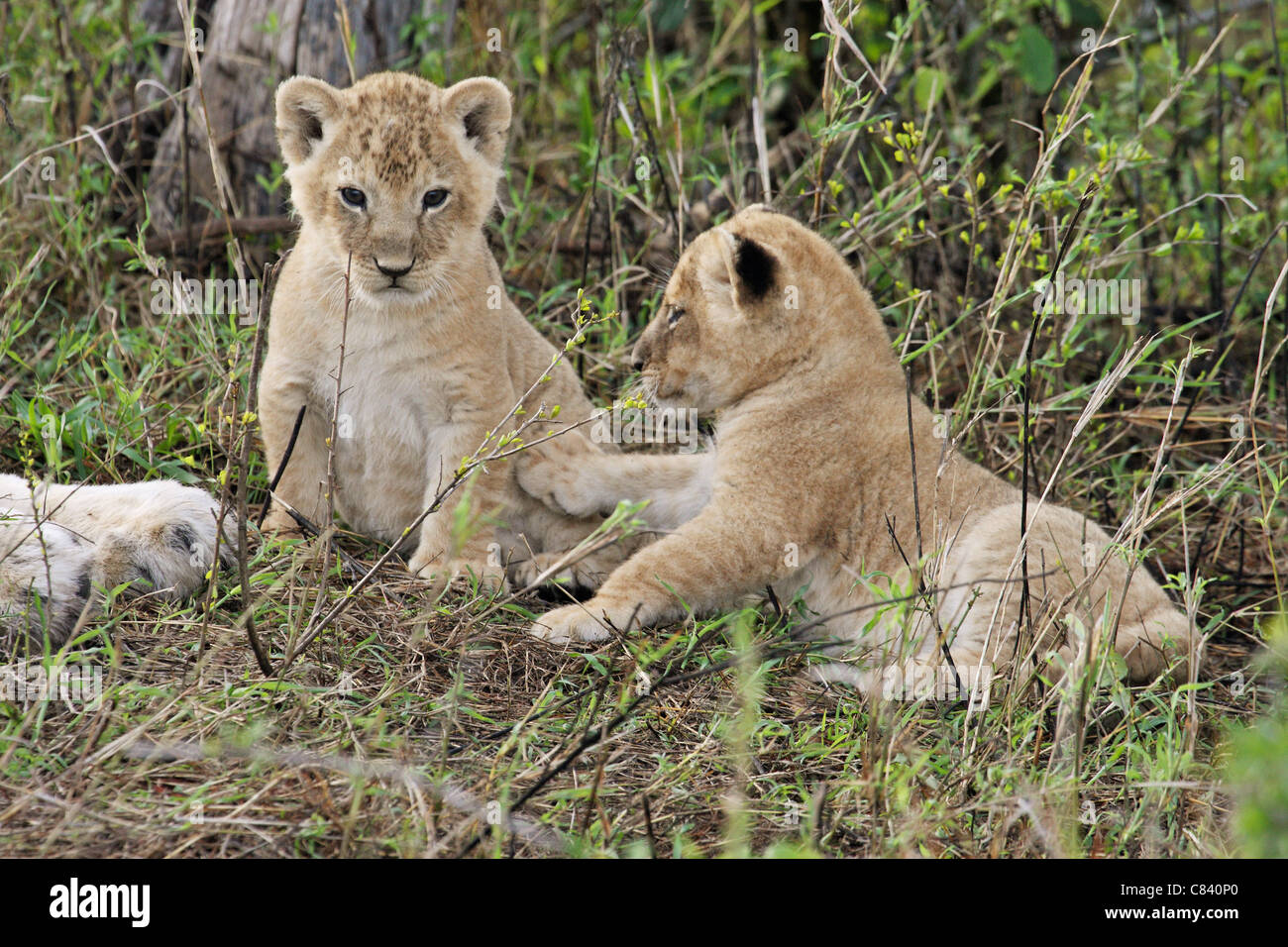 two young Lions / Panthera leo Stock Photo - Alamy