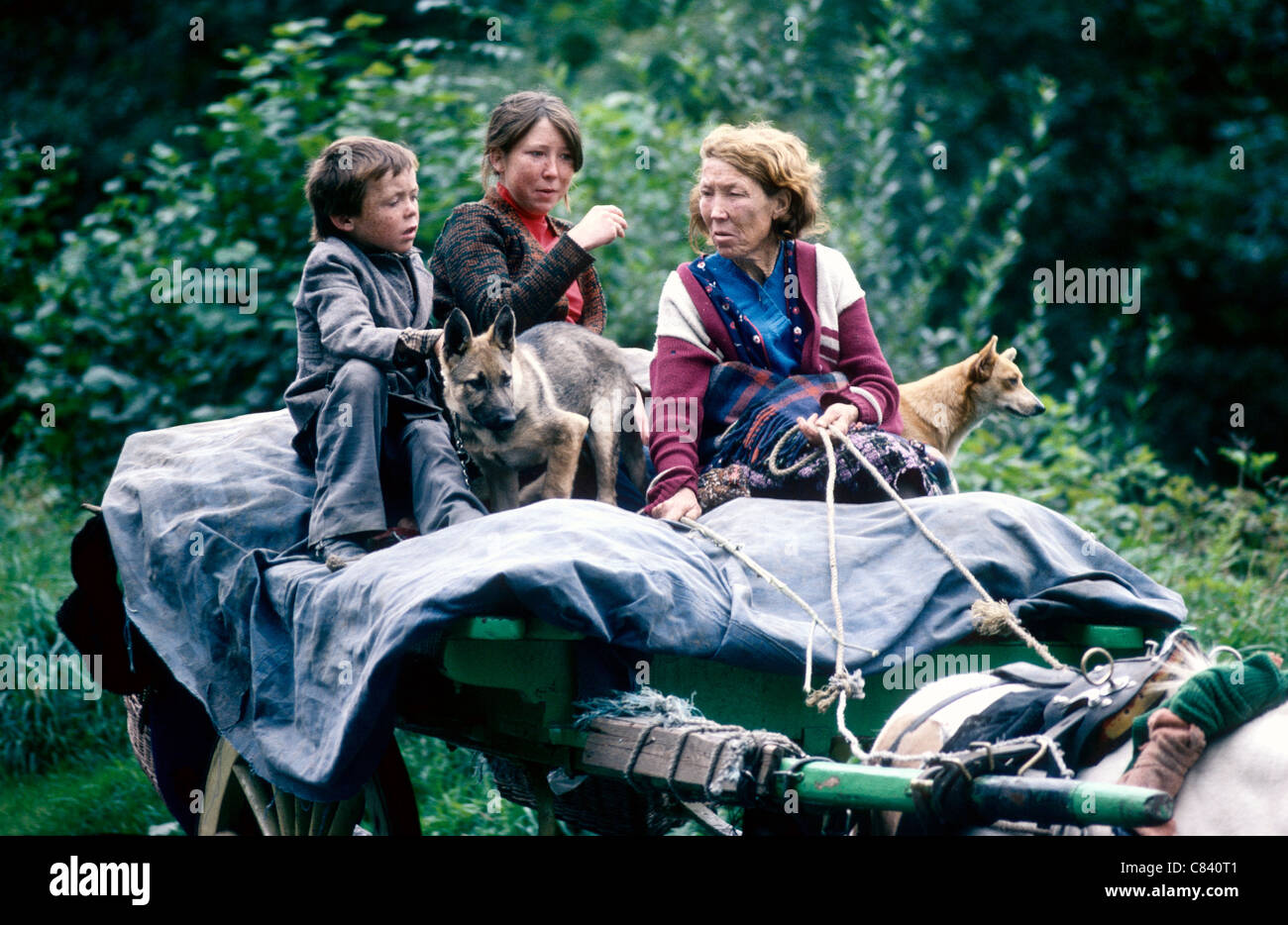 An Irish  'Traveller ' family with their dogs on a horse drawn cart in Ireland Stock Photo