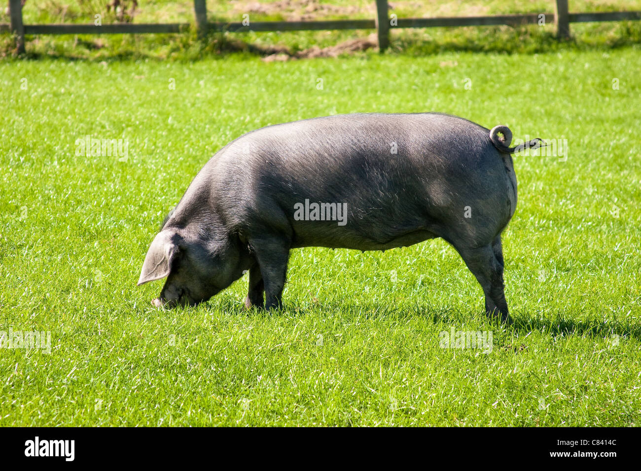 Rare Breed Cornish Black Pig with Curly Tail Stock Photo